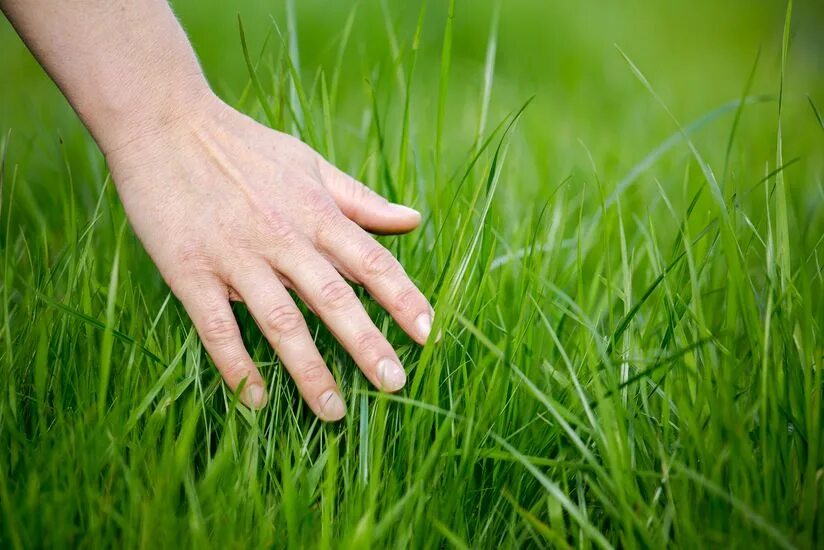 Hands grass. Трогать траву. go touch grass. touch grass мем. потрогай траву.