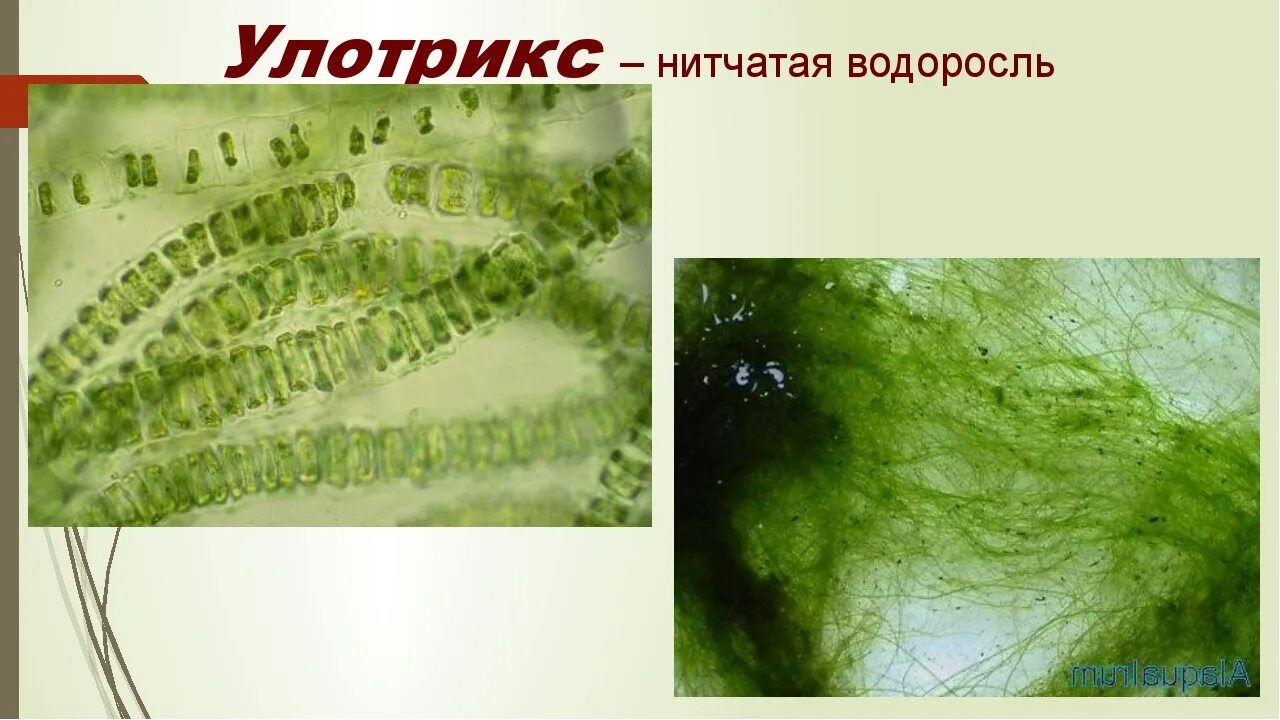 Улотрикс хлоропласт. Улотрикс многоклеточная. Нитчатая водоросль улотрикс. Улотрикс базальная клетка.