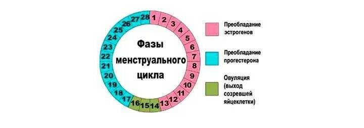 Фазы менструационного цикла круг. Цикл менструационного цикла норма. Фазы менструационного цикла схема. Нормальный менструационный цикл схема. Начались месячные сразу после месячных