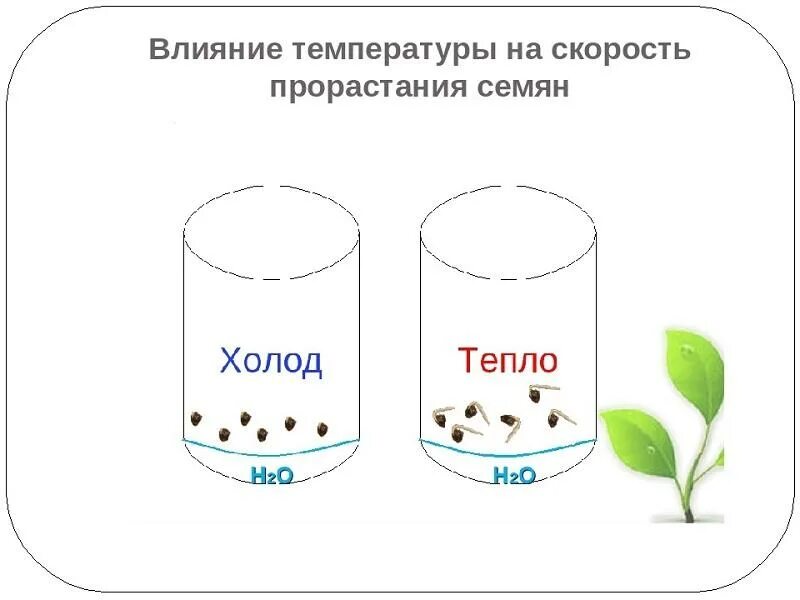 Влияет ли температура на прорастание семян гороха. Влияние температуры на скорость прорастания семян гороха. Влияет ли температура на прорастание семян. Опыт прорастания семян температура. Что влияет на температуру прорастания семян.