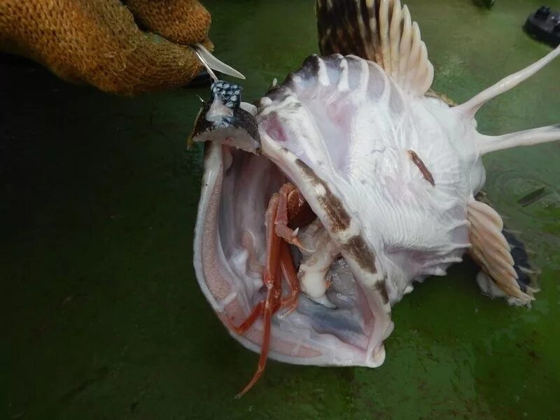 Сколько рыб водится в охотском море. Страшная рыба в Охотском море. Рыба заглатывает крючок. Ядовитые рыбы Охотского моря.