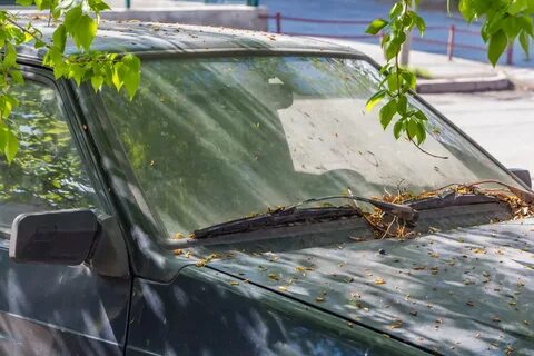 Листики падают с липы на крышу