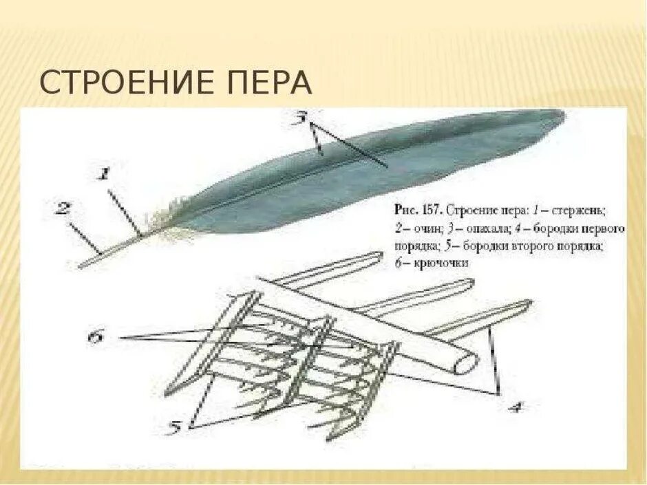 Контурное перо птицы рисунок. Строение пера птицы 7 класс биология. Строение контурного пера птицы биология 7 класс. Строение пера птицы рисунок 152. Перья птиц строение биология.