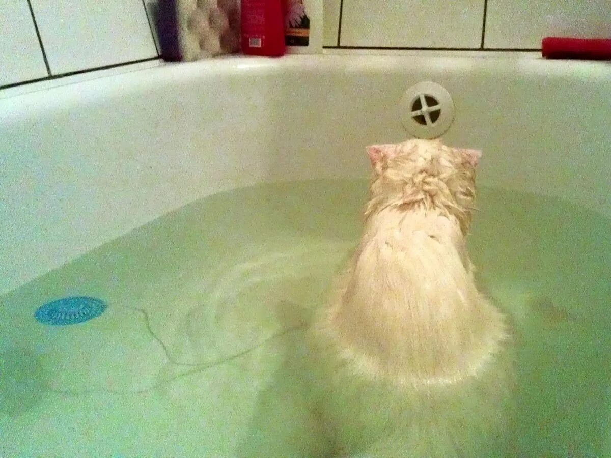 Котик в ванне. Котик в ванной. Кот в ванне. Кот купается в ванной. Смешные коты в ванной.