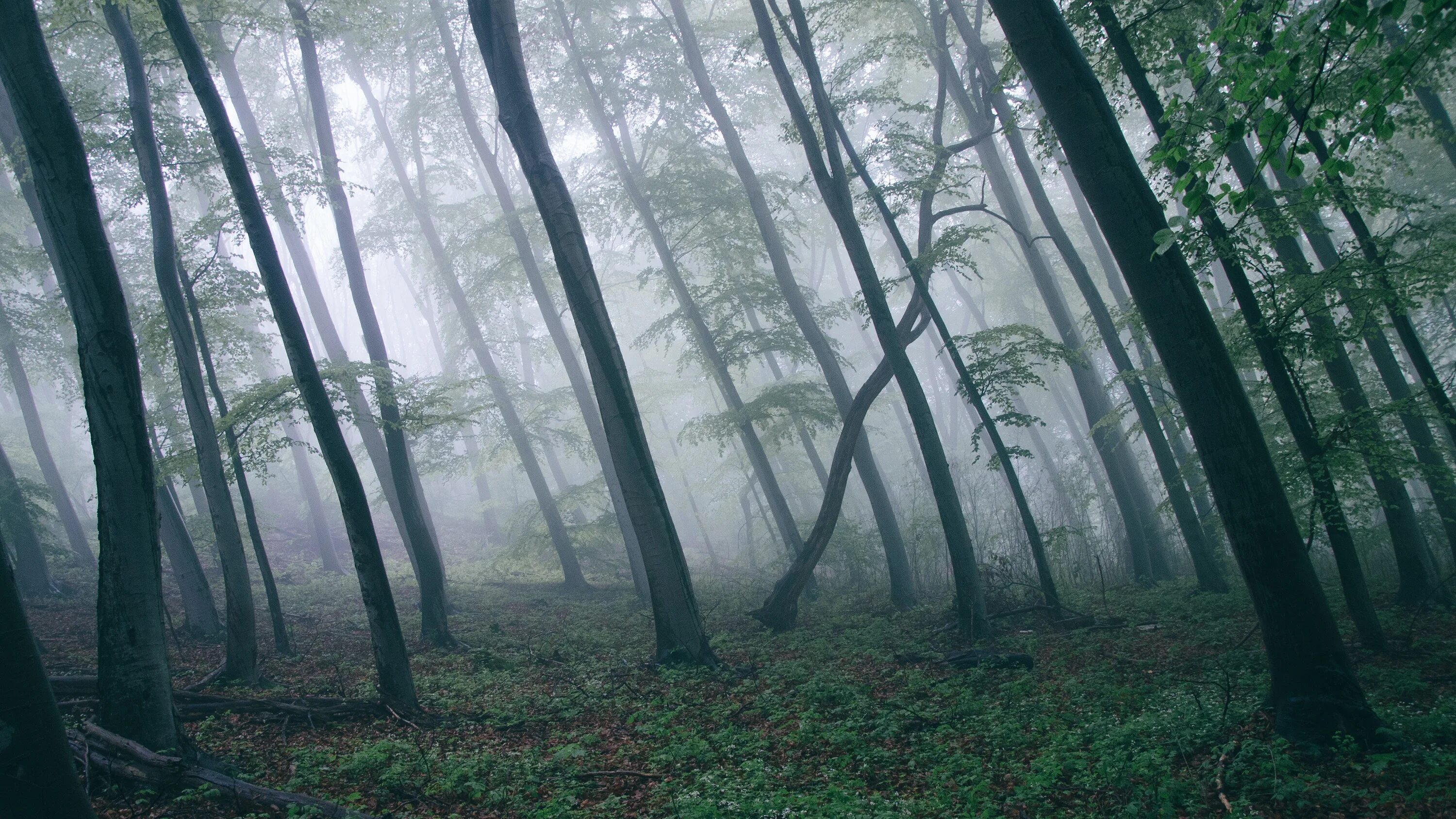 Не может быть равнодушия в лесных. Страшный лес. Мрачный лес. Темный лес. Туманный лес.