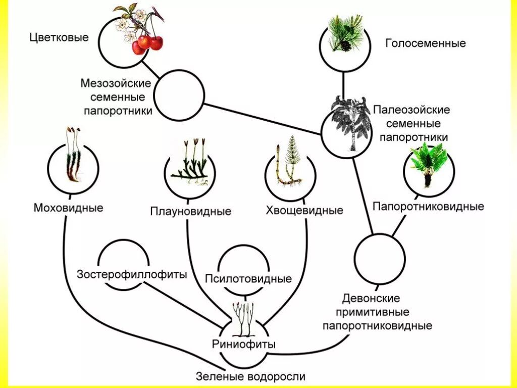 Усложнение организации покрытосеменных. Происхождение голосеменных растений. Схема происхождения высших растений. Схема происхождения высших растений 5. Происхождение покрытосеменных растений схема.