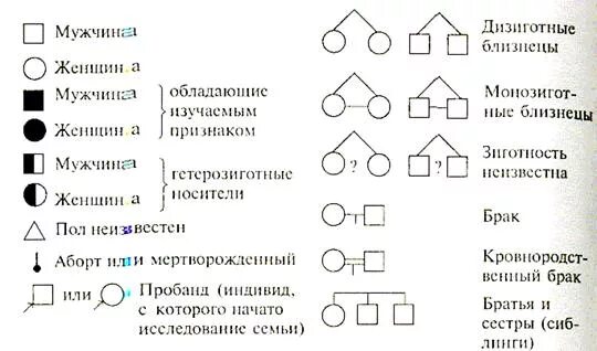 Условные обозначения в генеалогическом древе