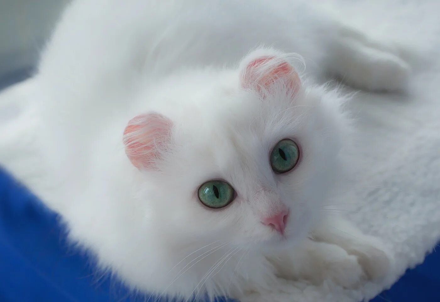 Муизза кошка пророка мухаммеда фото. Кошка муэзза пророка мухаммеда. Кошка пророка мухаммеда муизза порода. Кошка муиза. Кошка муиза.