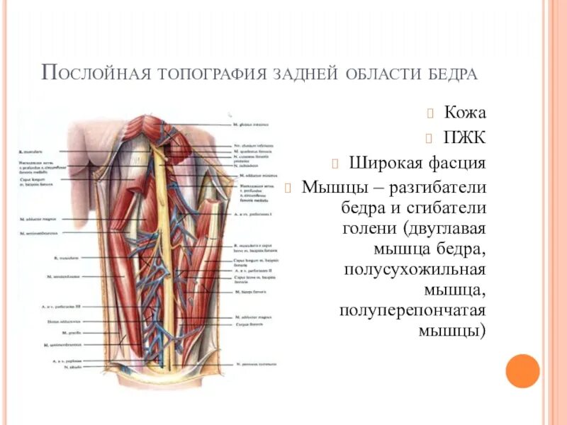 Задняя область голени топографическая анатомия. Топография задней области бедра. Каналы голени топографическая анатомия. Гунтеров канал топографическая анатомия.