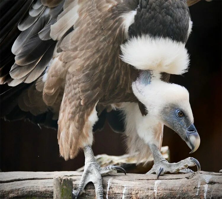 Белоголовый гриф рюппеля. Стервятники птицы падальщики. Гриф. Белоголовый ястреб падальщик. Белоголовый гриф рюппеля.