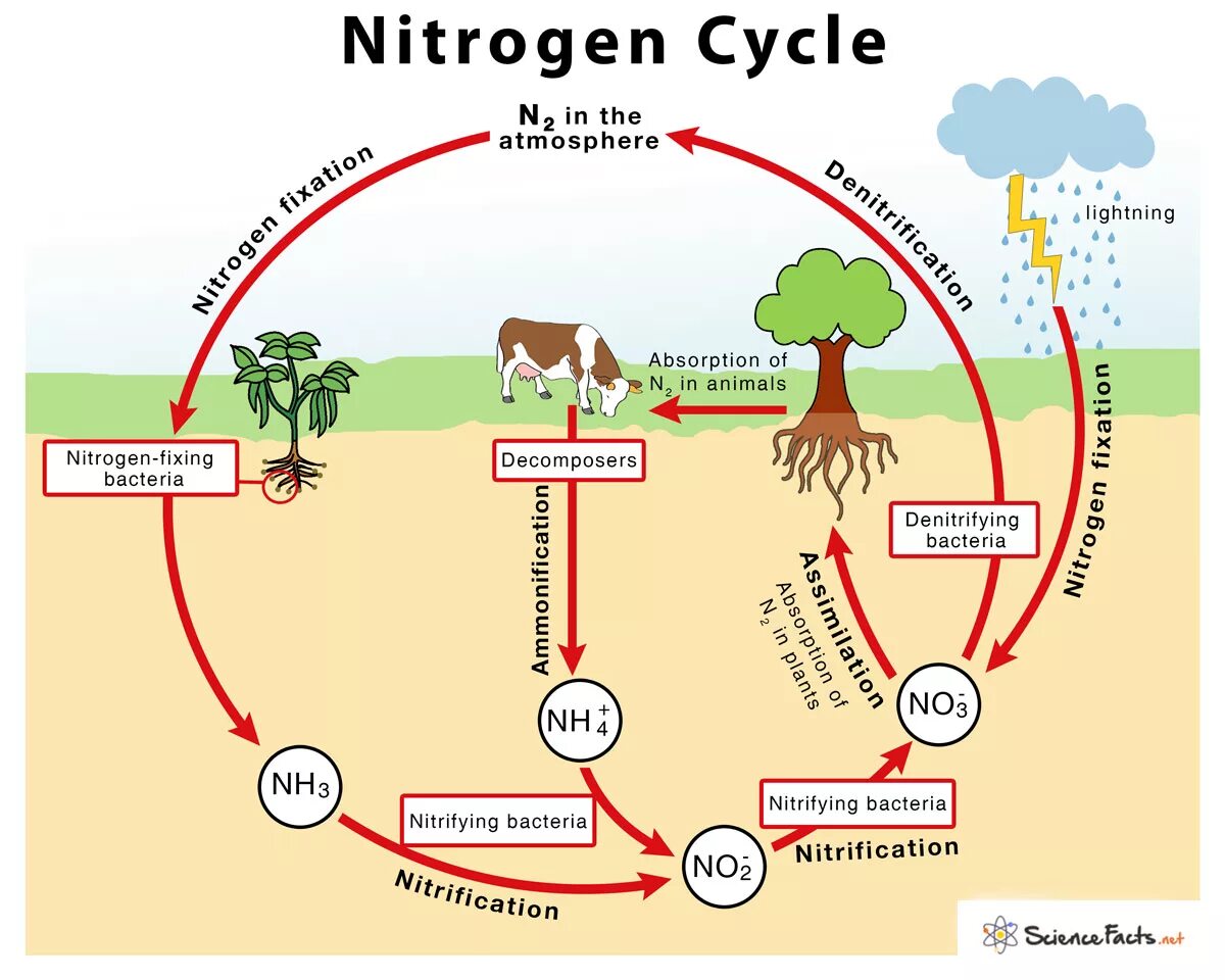 Растения усваивают азот из воздуха. Nitrogen Cycle. Nitrogen Cycle diagram. Nitrogen Cycle in nature. Nitrogen Cycle in Plants.