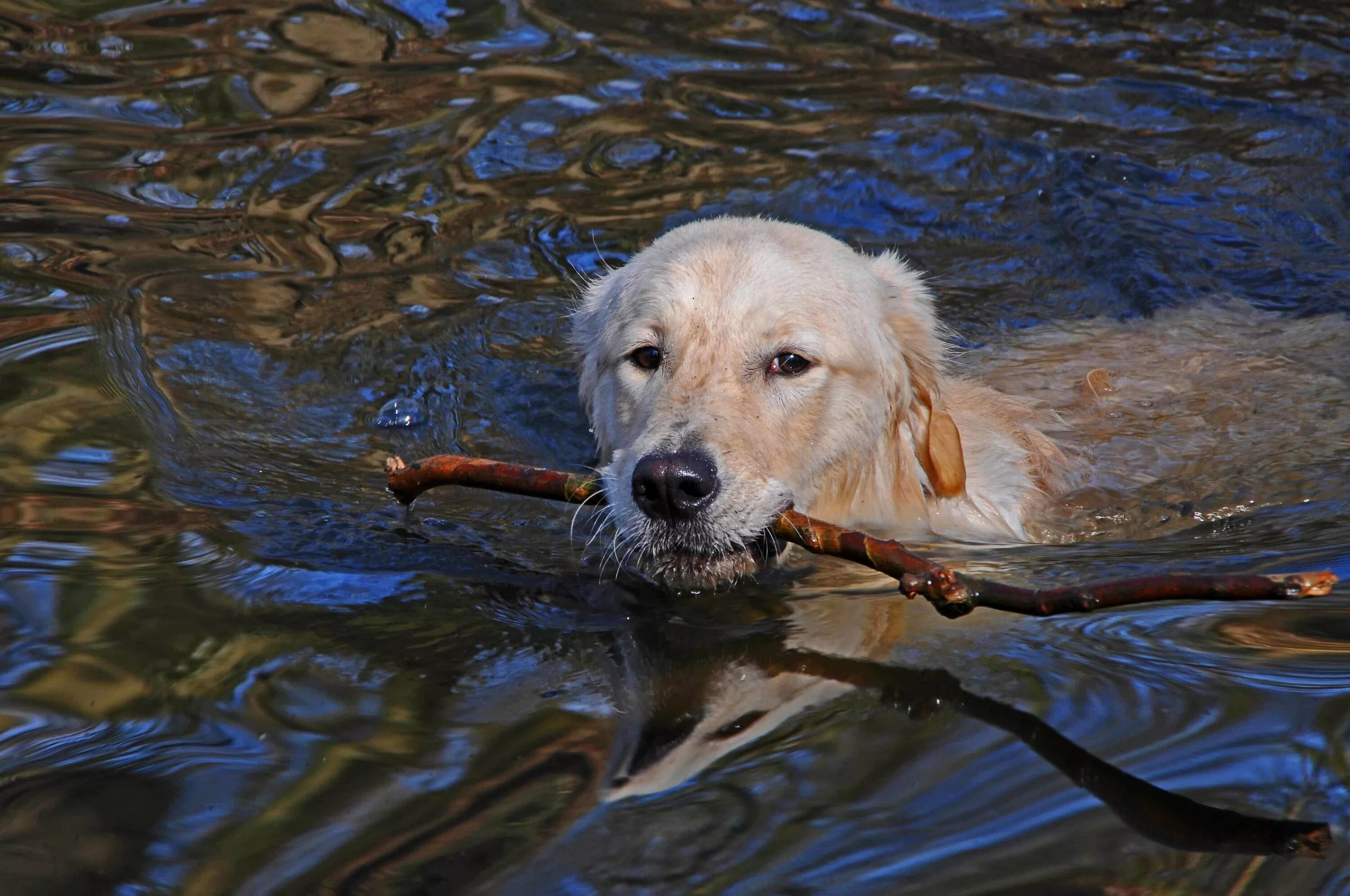 Учи рыбу плавать а собаку лаять. Лабрадор ретривер плывёт. Лабрадор ретривер купается. Собака плывет. Собака в воде.