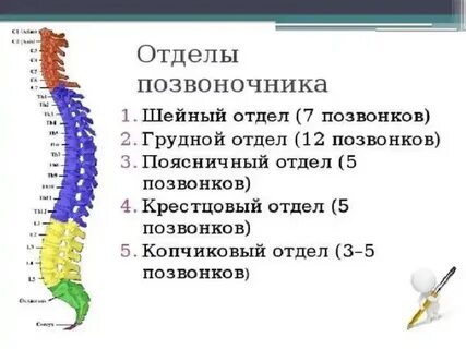 Количество позвонков шейного отдела позвоночника