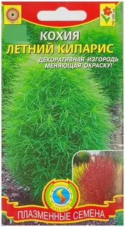 Кохия семена