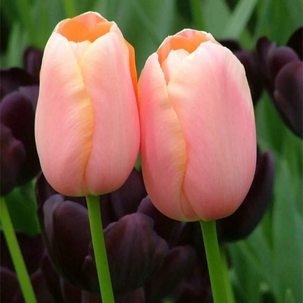 Menton тюльпан. Тюльпан Ментон Tulipa Menton. Тюльпан Menton exotic. Тюльпан Сан Пабло. Все виды тюльпанов