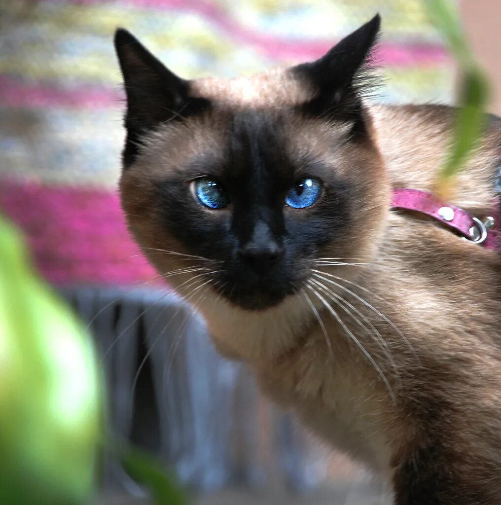 Сиамский Тайдон. Сиамская кошка. Сиамская черепаховая кошка. Сиамская турецкая кошка. Цвет сиамских кошек