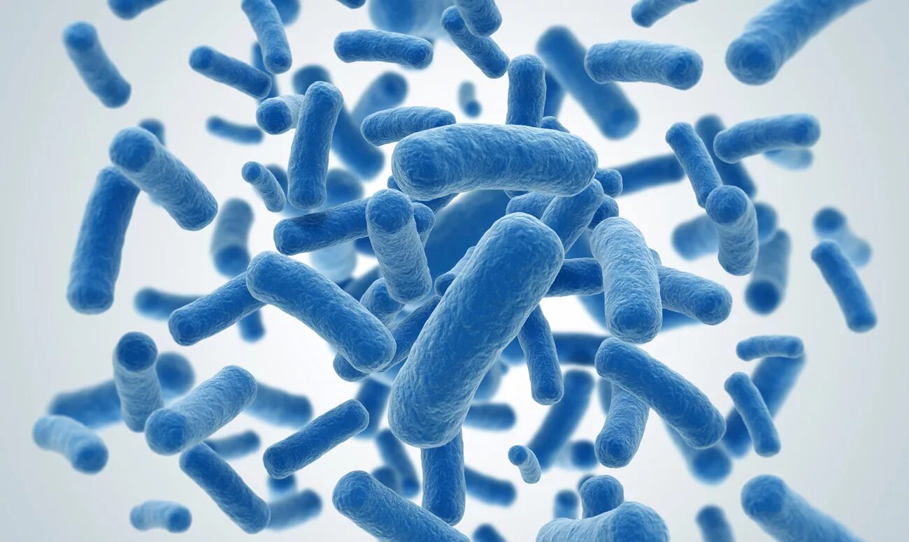 Streptococcus salivarius k12 быды. Термофилы бактерии. Клещ dermatophagoides pteronyssinus. Коринебактерии дифтерии. Бактерий corynebacterium glutamicum.