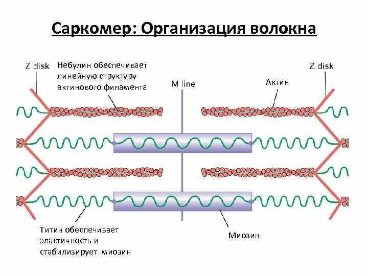 Белки саркомера. Структура саркомера титин. Механизм сокращения саркомера. Титин небулин. Строение саркомера мышечного волокна.