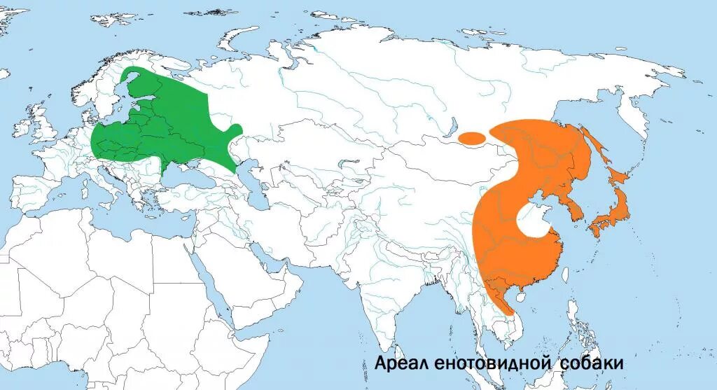 Черный дрозд ареал обитания. Енотовидная собака Орел обитание. Енотовидная собака ареал обитания. Енот ареал обитания в России на карте. Ареал енотовидной собаки в России.