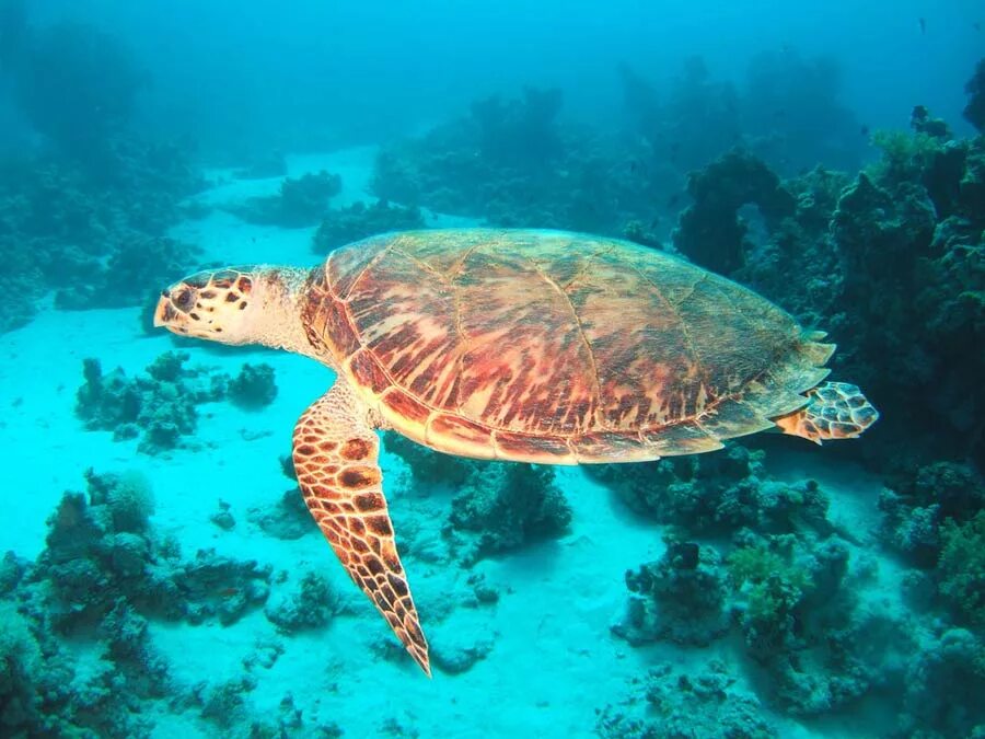 Шарм-Эль -Шейх черепаха. Черепахи красного моря. Морская черепаха Египет. Морская черепаха красное море Египет.
