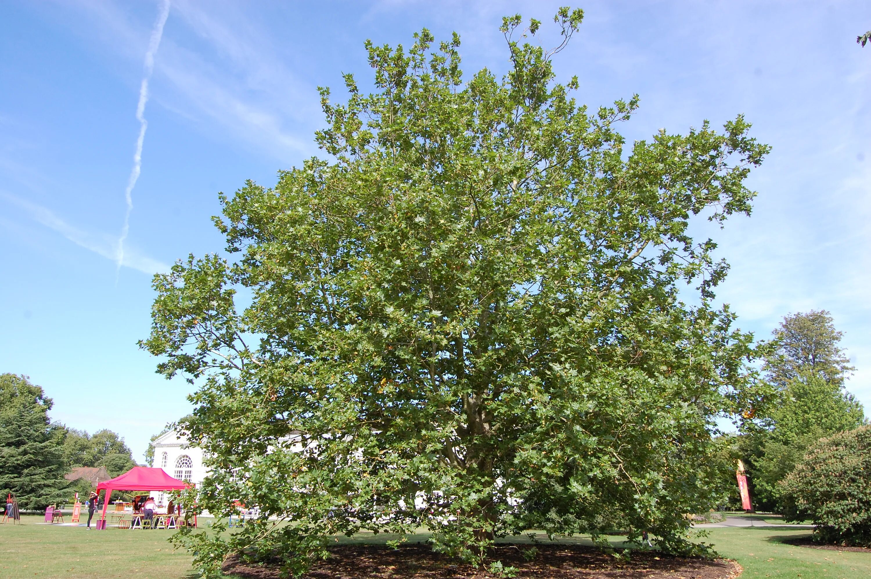 Plane tree