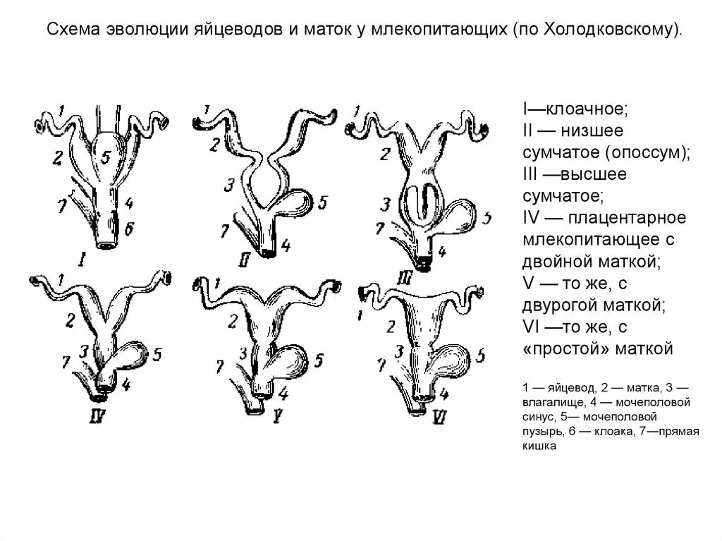 Схема половой системы млекопитающих. Схема эволюции яйцеводов млекопитающих. Схема эволюции яйцеводов и маток у млекопитающих (по Холодковскому). Плацента млекопитающих схема.