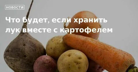 Можно ли хранить лук с картошкой