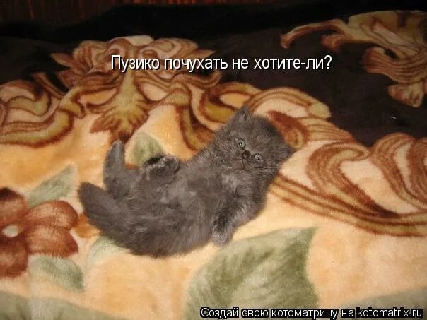 Что значит почухать. Маленький рыжий котенок на улице. Сова спит. Почухал. Почухай фото.