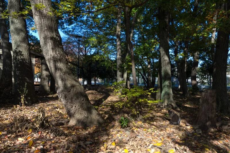 Покажите где кот. Найди кота на картинке. Найти кота на картинке. Найти кота на картинке. Тасиро остров кошек.