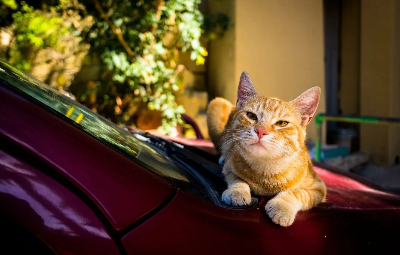 Кот в машине. Котик на автомобиле. Рыжая кошка в машине. Кот на капоте машины.