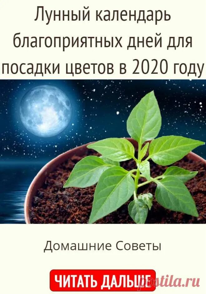 Пересадка комнатных растений в апреле 2024 благоприятные