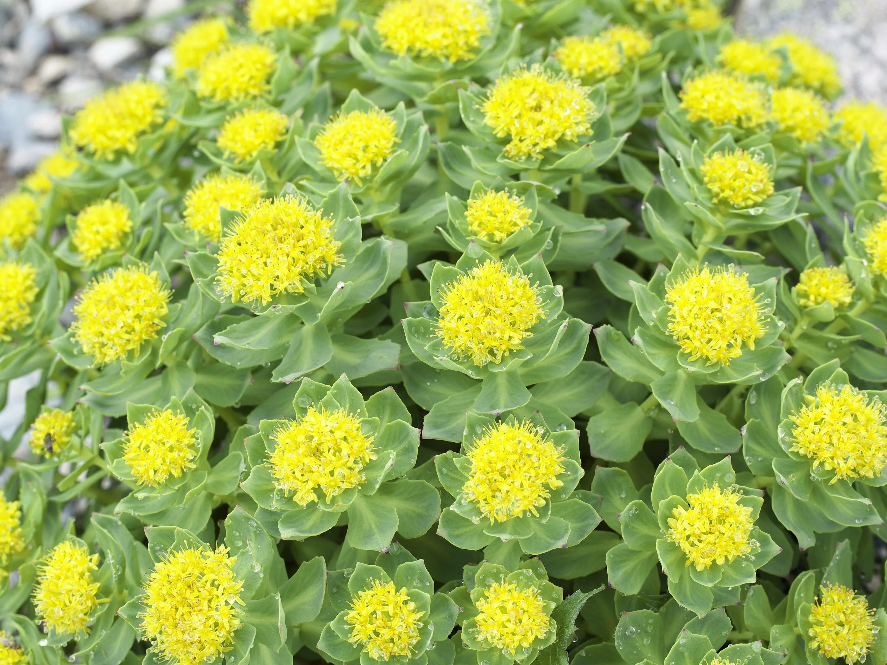 Радиола розовая свойства. Золотой корень родиола. Родиола розовая Rhodiola rosea. Родиола розовая (Rhodíola rósea). Золотой корень родиола розовая корень.