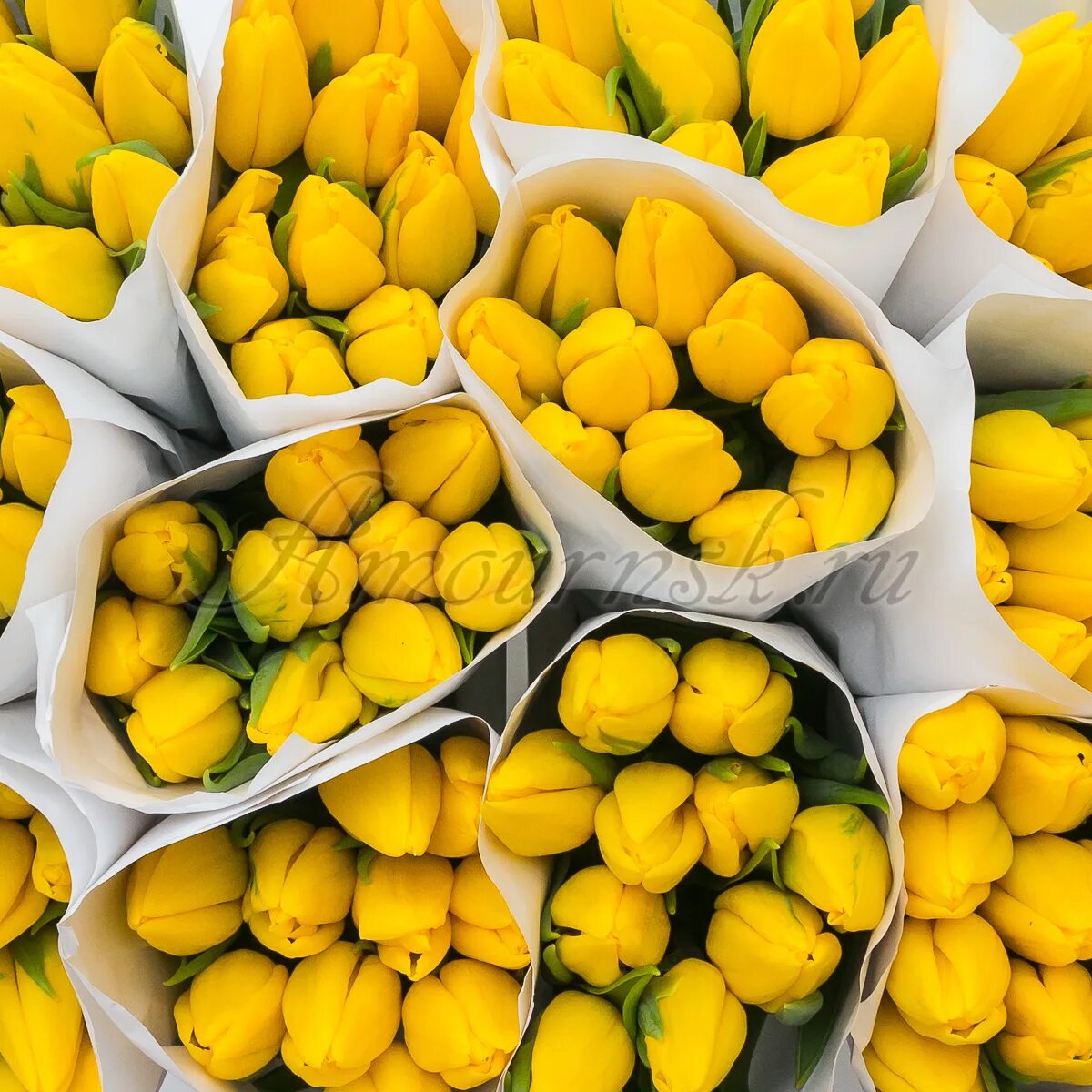 Теплица тюльпан. Тюльпаны в пачках. Тюльпаны опт. Тюльпаны опт от 100 штук реклама. Рыбное рязанской области купить оптом тюльпаны.