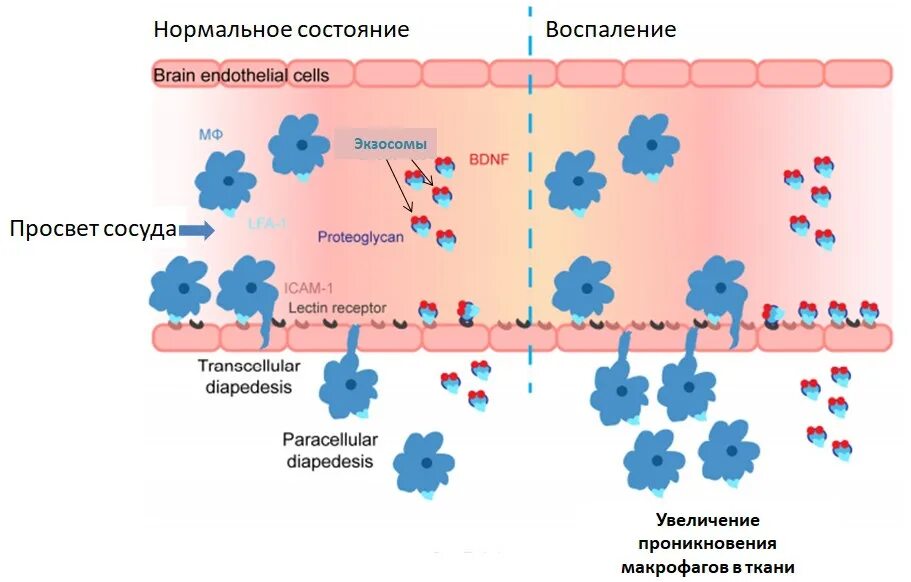 Физическое состояние клетки. Нормальное состояние клеток. Макрофаги при воспалении. Исследованиях экзосом из в-лимфоцитов. Нормальное состояние клеток называется.