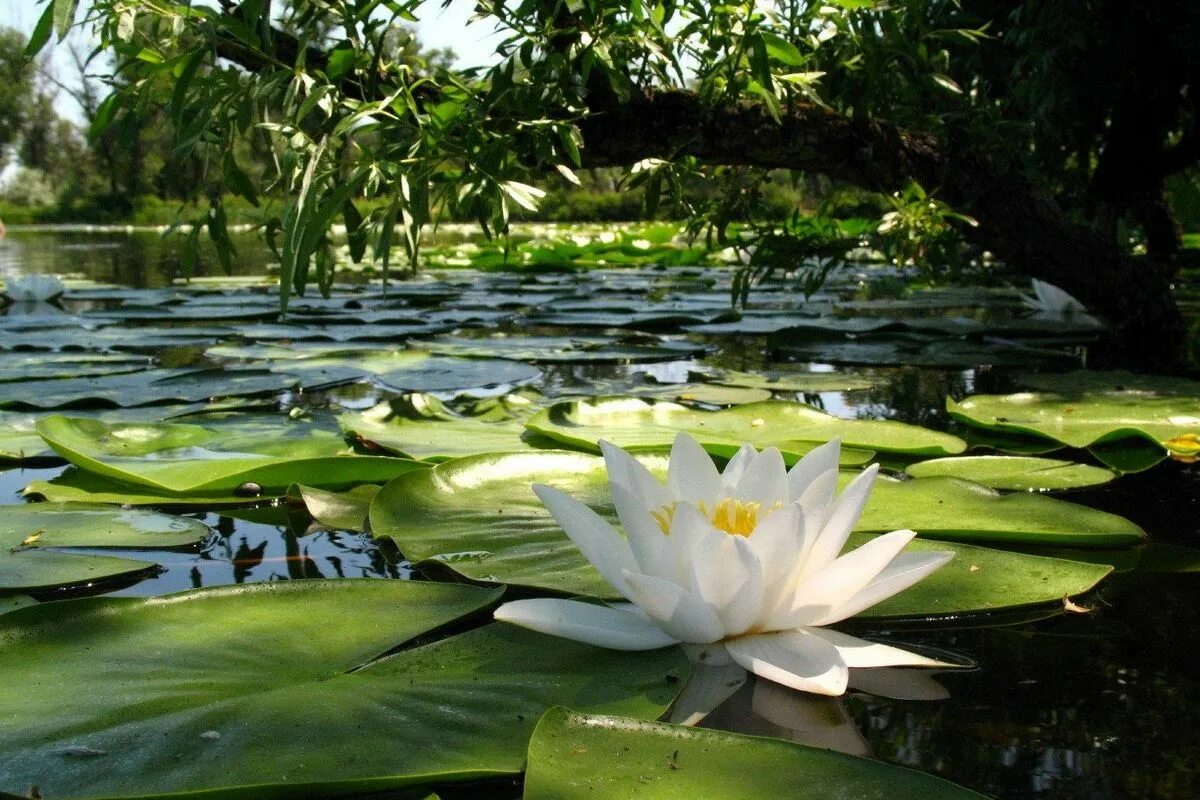 Растение лилия пенсильванская. Альпийская лилия. Лилии водяные и кувшинки. Черные тюльпаны абхазия альпийские луга. Лилия кавказская лилия кессельринга.