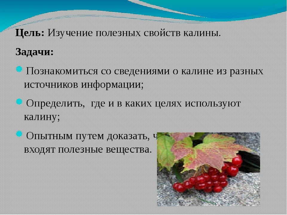Ягоды калины от давления. Ягоды калины полезные свойства. Лечебные свойства калины. Калина полезные свойства. Калина ягода полезные свойства.