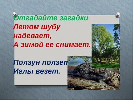 Снимай ответ