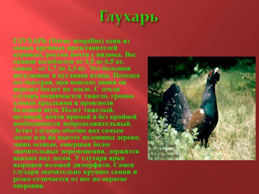 Куприн на глухарей. Глухарь характеристика. Глухарь книга. Глухарь описание. Глухарь красная книга.