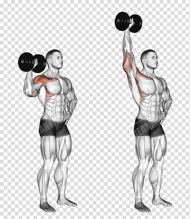 Гантели дельтовидные мышцы. Жим гири стоя группы мышц. Жим штанги вверх стоя. Жим 1 гантели стоя. Жим гантелей стоя 1 рукой.