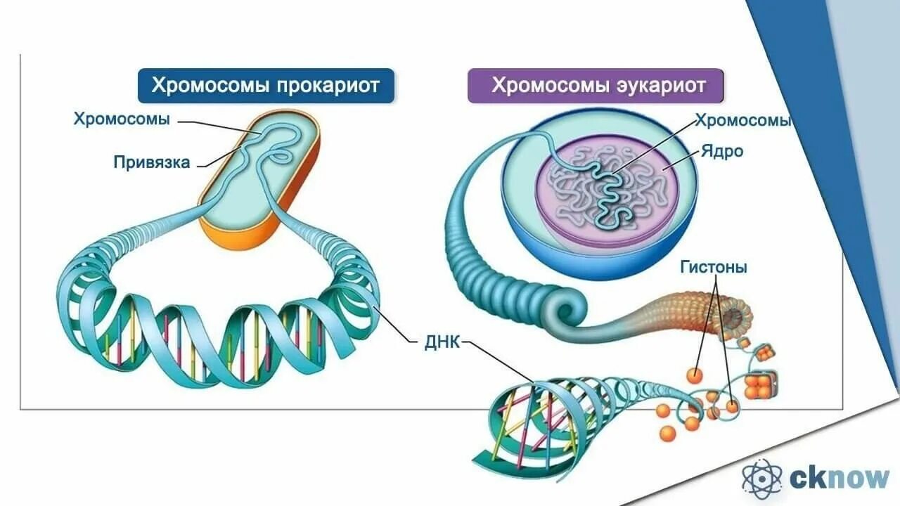 Днк находится в каждой клетке. Строение хромосом прокариотической и эукариотической клеток. Строение хромосом эукариот схема. Строение хромосомы эукариотических клеток. Структура хромосомы прокариот.