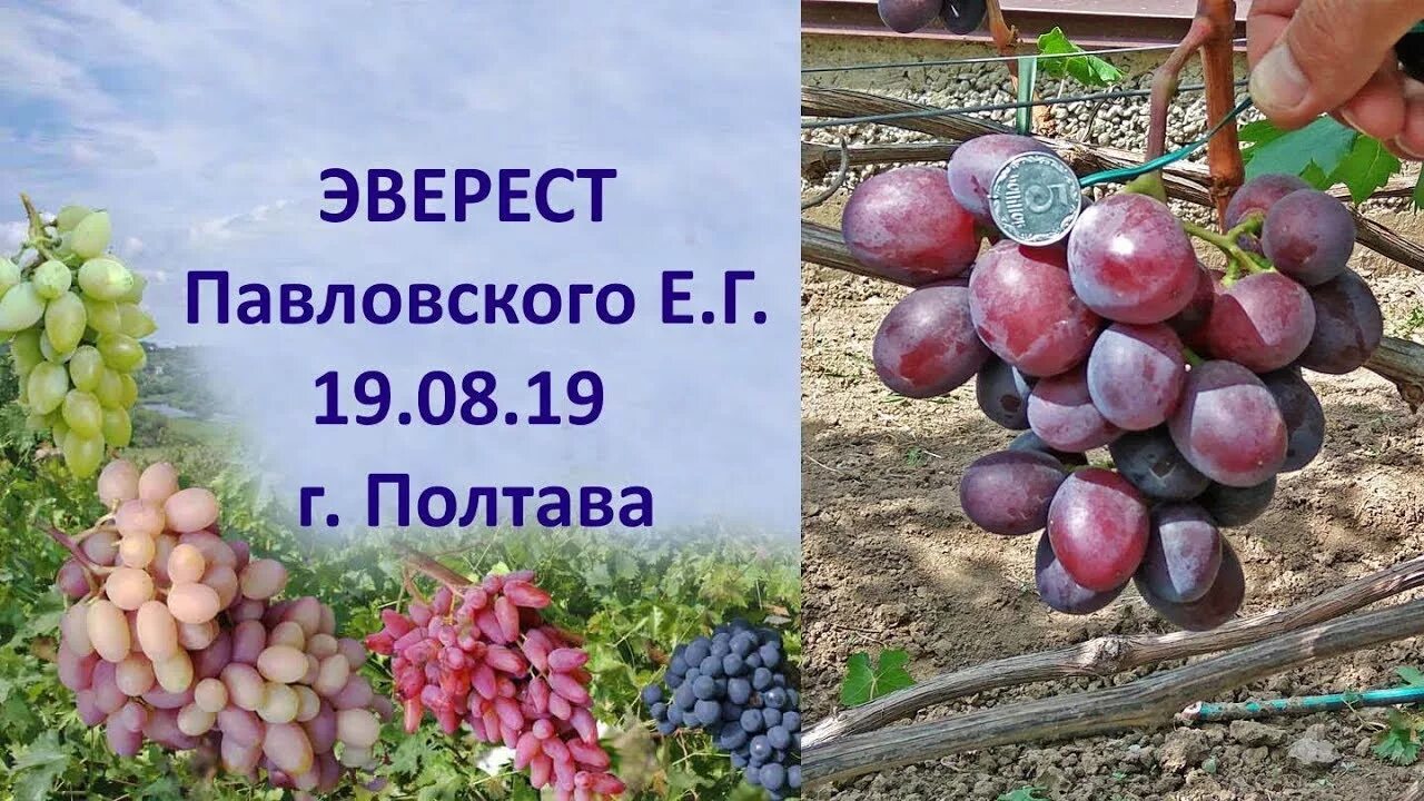 Виноград Эверест. Сезон 2017 (Grapes Everest. Season 2017) - YouTube