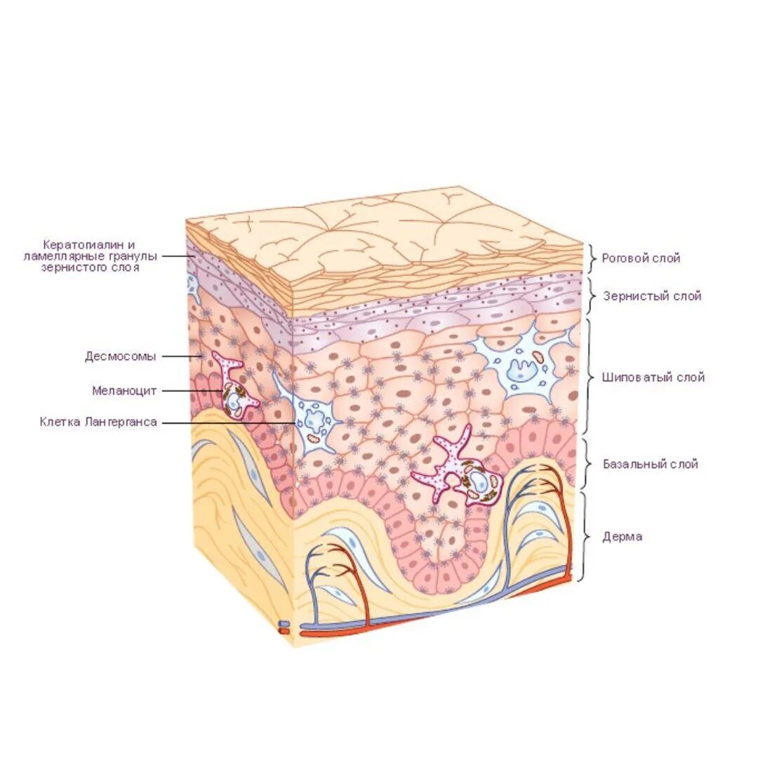 Строение кожи эпидермис дерма. Кератинизация кожи гистология. Строение кожи роговой слой эпидермис дерма. Строение кожи человека рисунок дерма эпидермис.