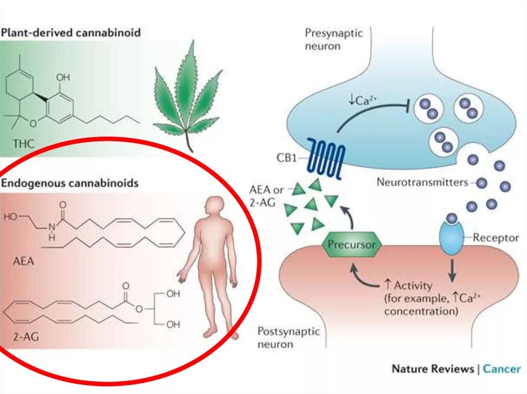 Каннабиноидные рецепторы 2 типа. Каннабиноидный Рецептор cb1. Эндогенный каннабиноид. Агонисты каннабиноидных рецепторов.
