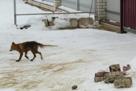 Съели хвост