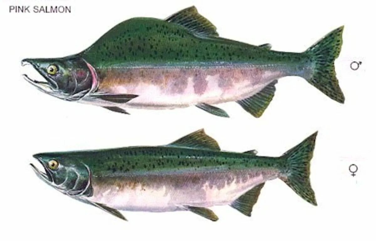 Как выбрать горбушу с икрой замороженную. Pink Salmon горбуша - Oncorhynchus gorbuscha. Горбуша самка и самец отличие. Горбуша самка и самец. Горбуша отличие самца от самки.
