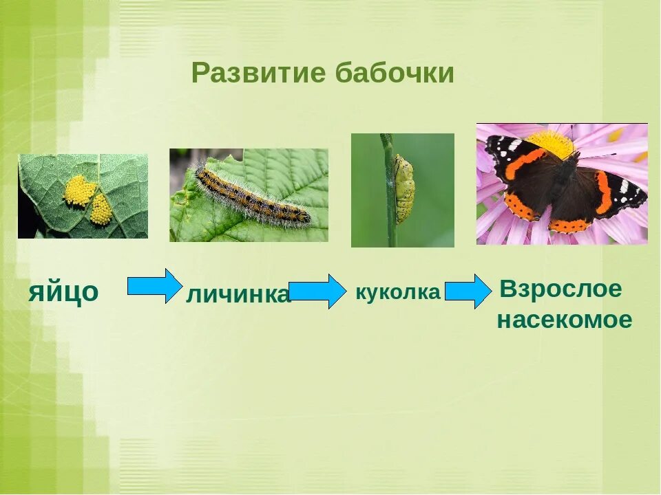Какую функцию выполняют трахеи у капустной белянки. Жизненный цикл бабочки капустницы. Капустница бабочка гусеница цикл. Размножение и развитие бабочки крапивницы. Бабочка капустница этапы развития.