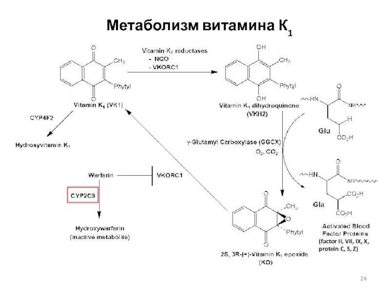Схема обмена витамина б12. Схема метаболизма витамина в12. Метаболизм витамина б12. Обмен витамина в12 в организме схема. Метаболизм витамина б12.