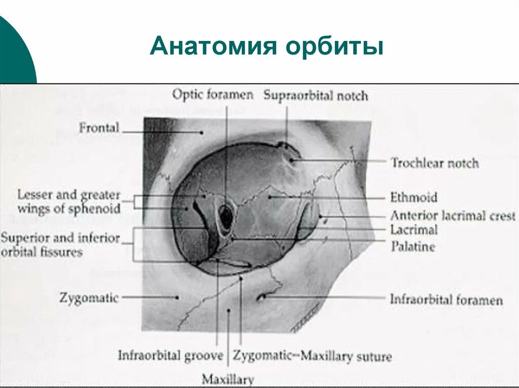 Края глазницы. Медиальная стенка глазницы анатомия. Кости медиальной стенки глазницы. Медиальная стенка орбиты анатомия. Верхняя глазничная щель анатомия.