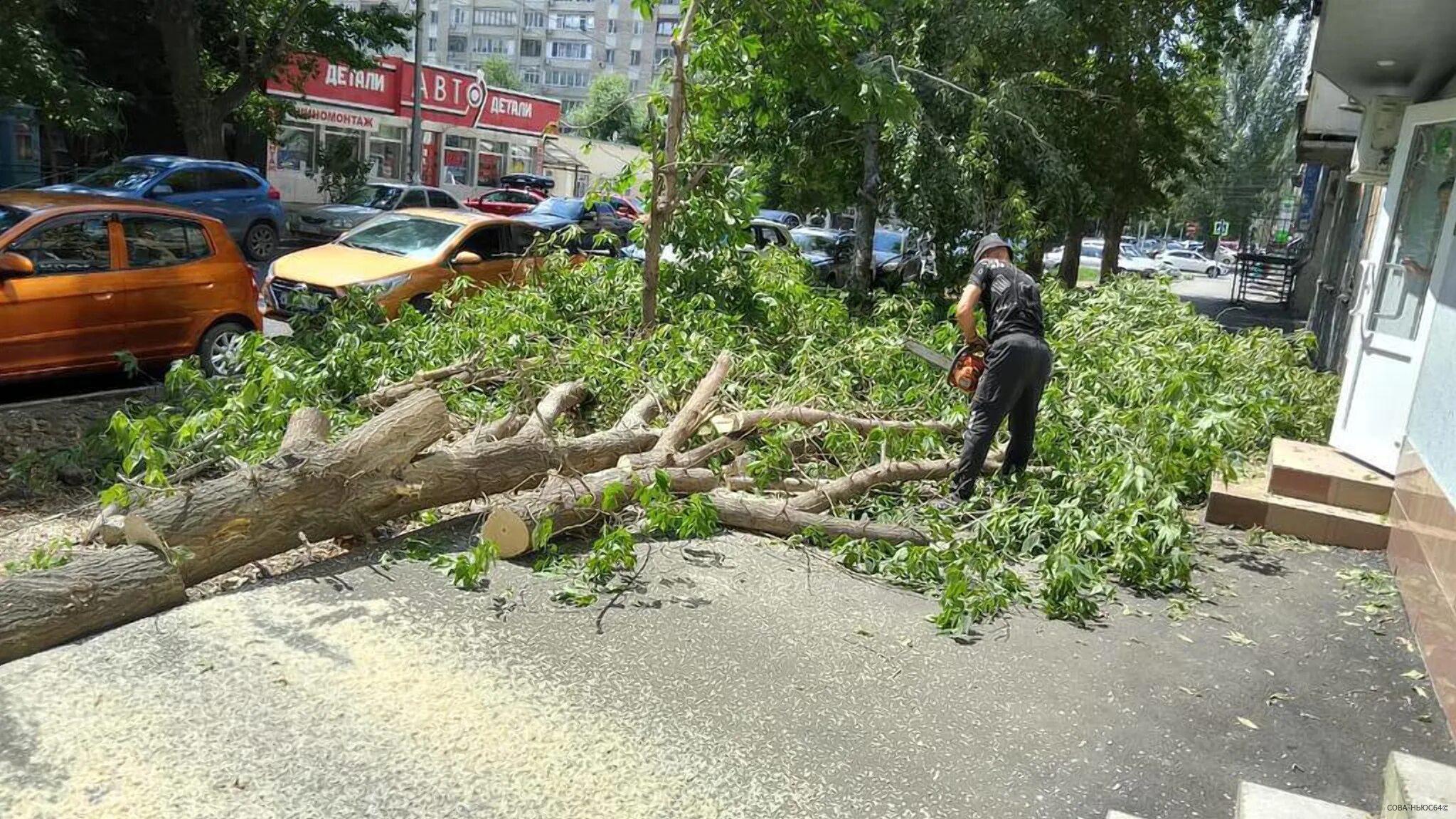 Ураган в Саратове. Упавшее дерево. Поваленное дерево. Поваленное грозой дерево.