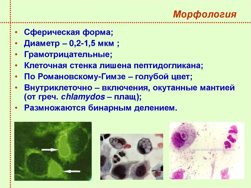 Хламидии Романовскому Гимзе. Возбудитель хламидии микробиология. Хламидия трахоматис морфология. Строение хламидий микробиология. Пятерка хламидия